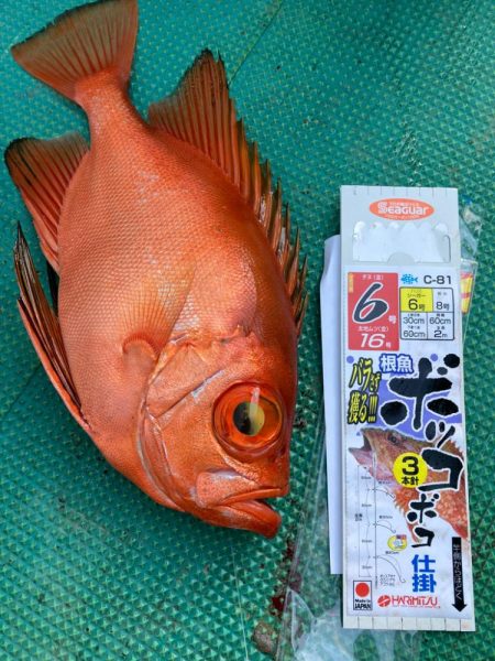 落とし込み&根魚五目