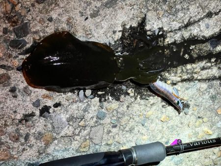 アジングの合間に