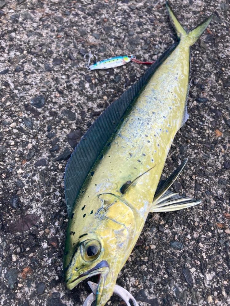 釣れ過ぎ注意!!