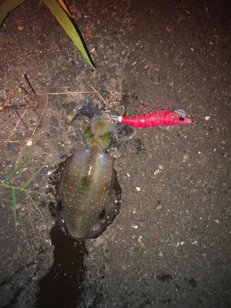 もうちょいサイズアップしてからかなー