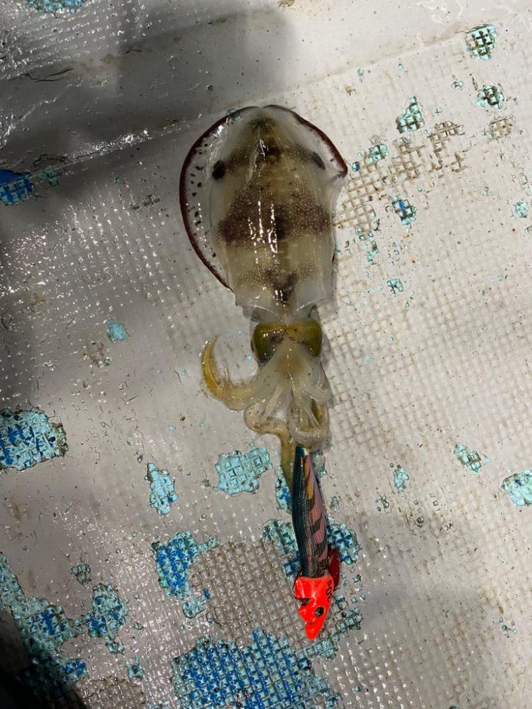 ナイトティップラン