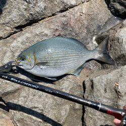 米水津の尾長を狙って❗️