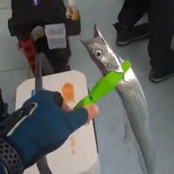 ジグパラでタチジギ！激シブでも釣れる！