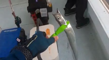 ジグパラでタチジギ！激シブでも釣れる！