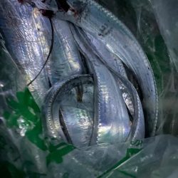 今季初タチウオ