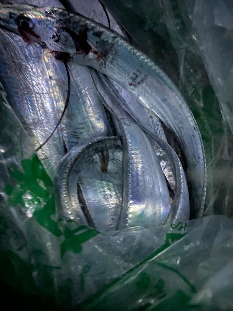 今季初タチウオ