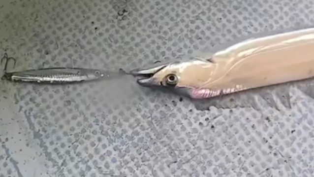 激シブタチウオ