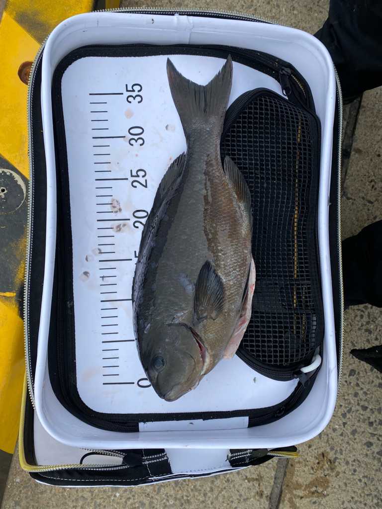 餌取りを交わすのに一苦労！なんとか良型グレをゲット！