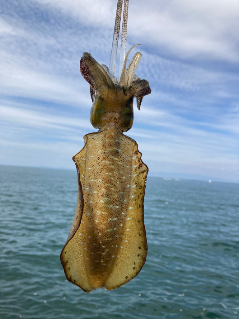 なんとかゲット