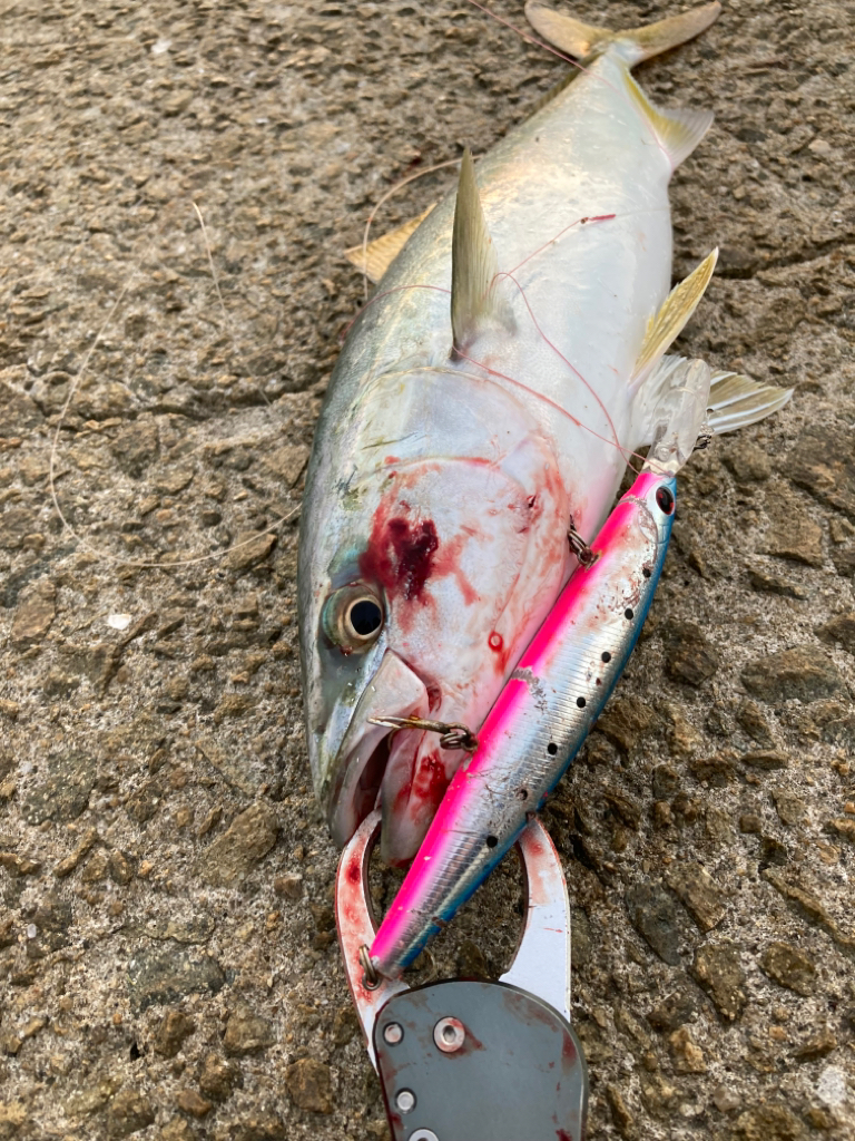 ⭐︎滑り込みセーフ