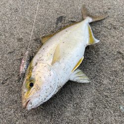 台風明け調査✍️…