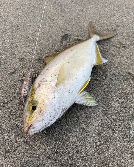 台風明け調査✍️…