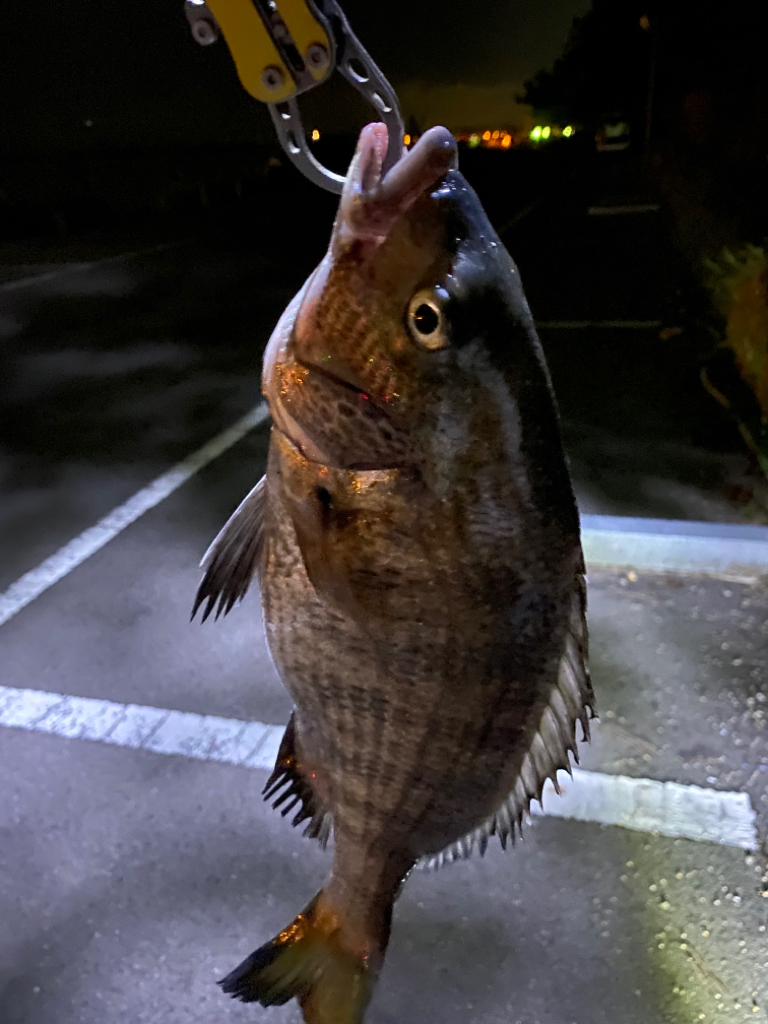 ヘチってきました