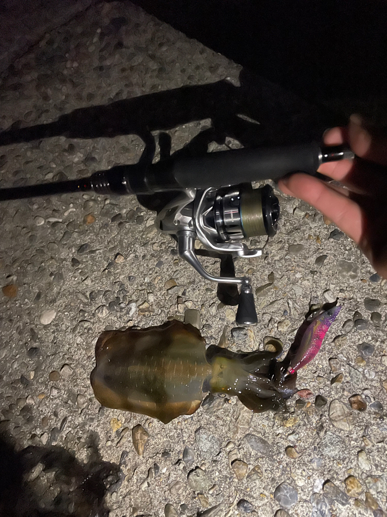 アオリイカ、シオ