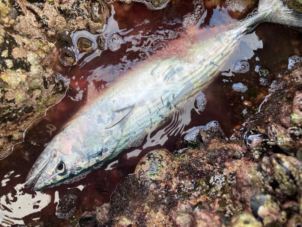 カンパチ(ネリゴ)、ハガツオ