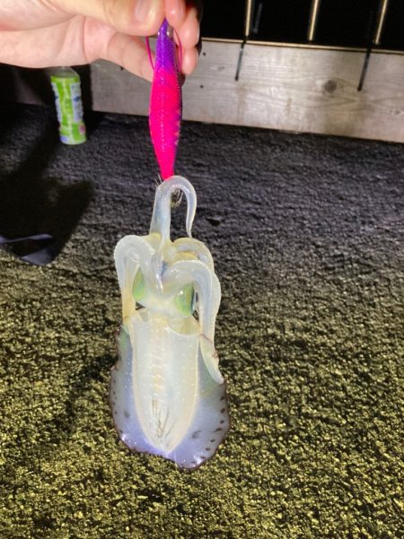 エギング２回目