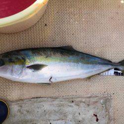 秋の青物は気まぐれでした…