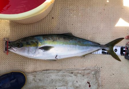 秋の青物は気まぐれでした…