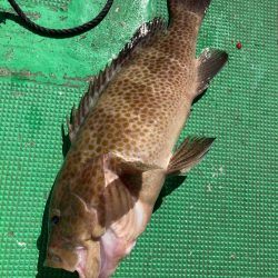 落とし込み(中紀)