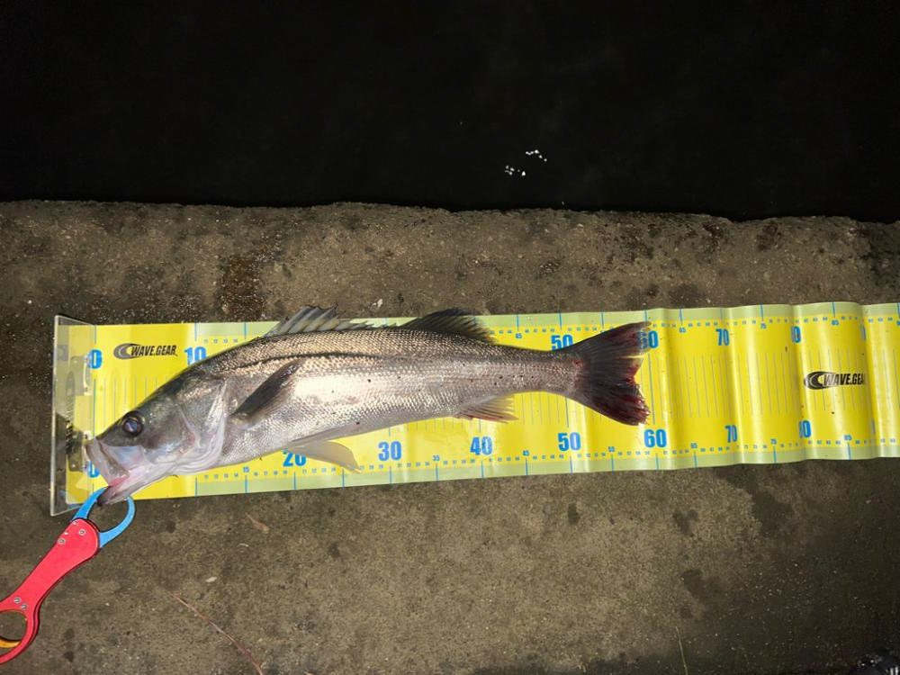 ブレイク付きシーバス