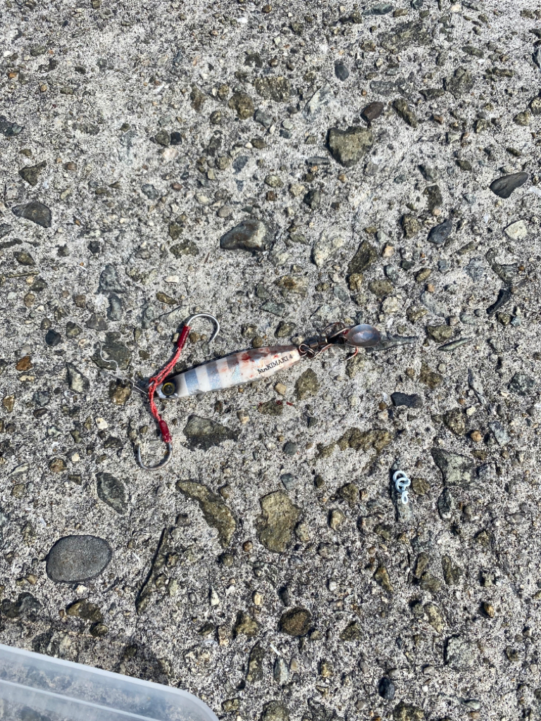 ツバス1本だけ…