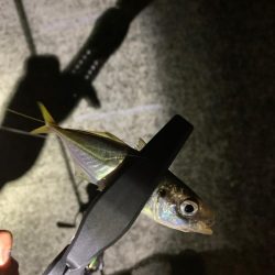 久々にアジング