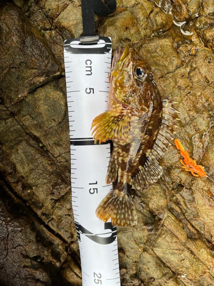 激渋ロックフィッシュ