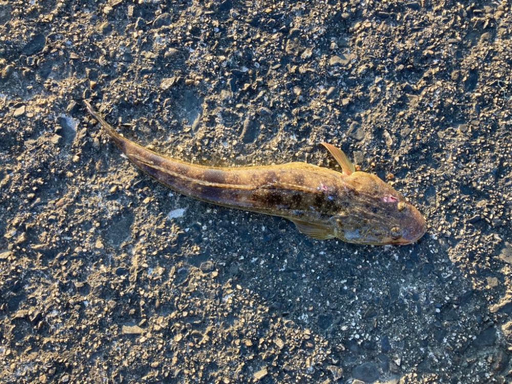 マゴチフィッシング