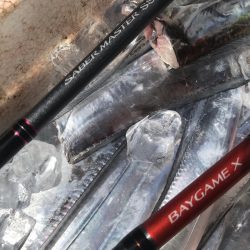 神戸沖のタチウオ