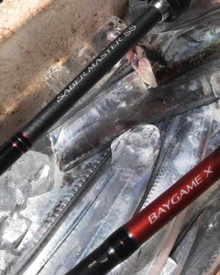 神戸沖のタチウオ