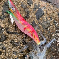 隠岐で餌木蔵炸裂！