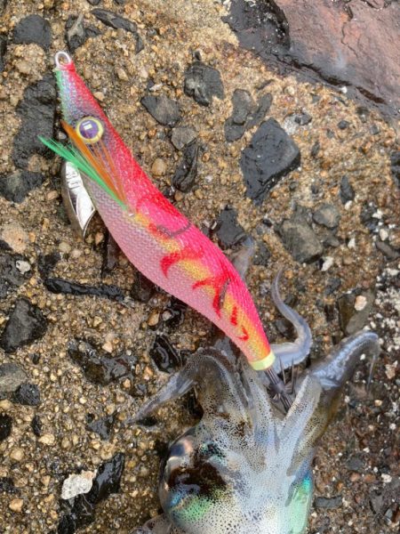 隠岐で餌木蔵炸裂！