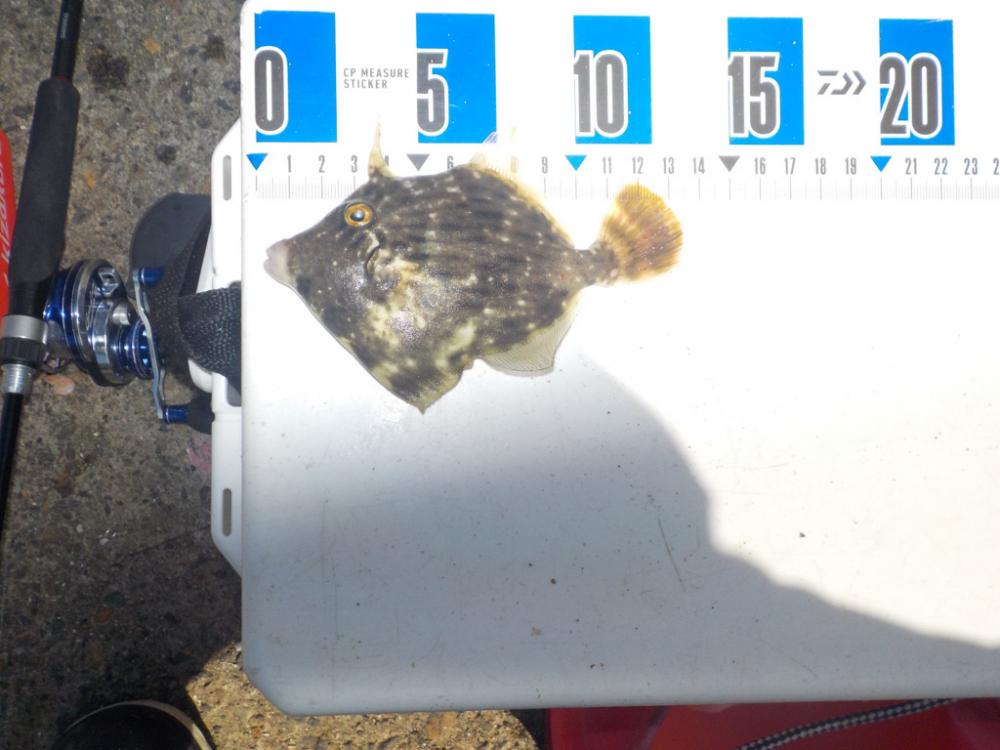 餌取りの犯人は？