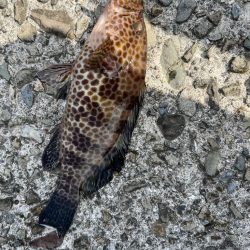 超スキマ時間ライトゲーム