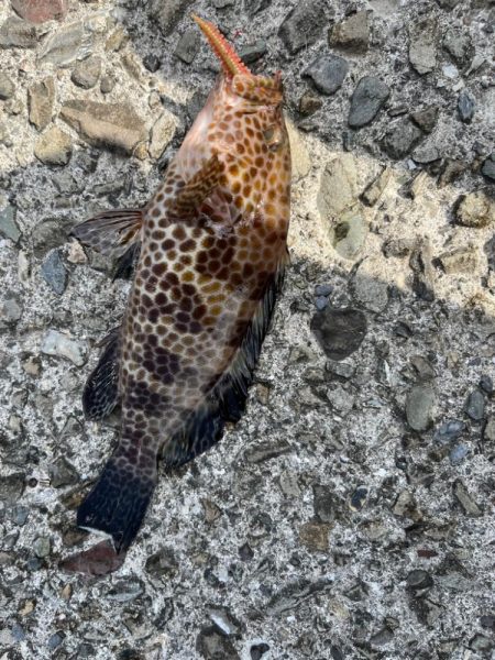 超スキマ時間ライトゲーム