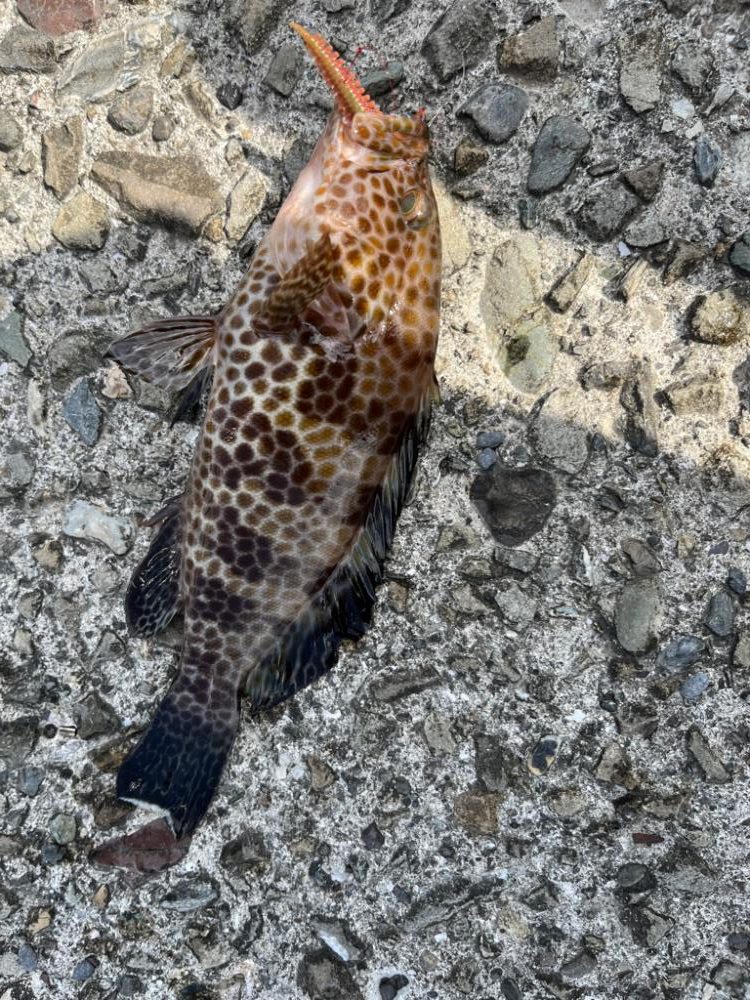 超スキマ時間ライトゲーム