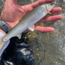 増水後の鮎掛け