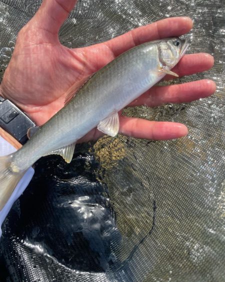 増水後の鮎掛け