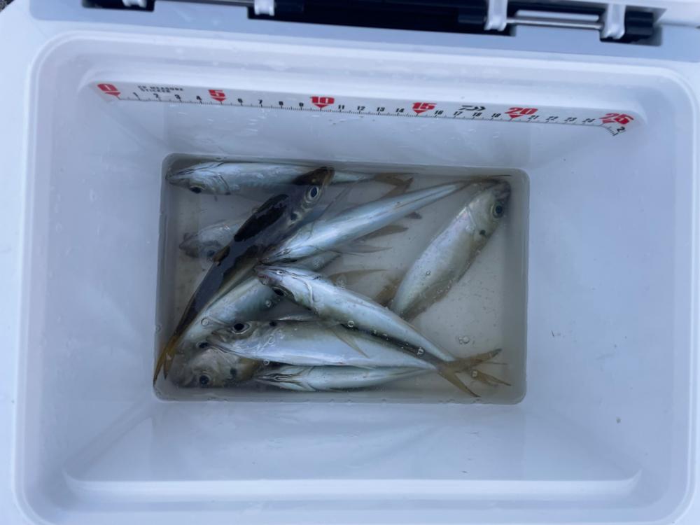 釣り友さんがハマったから