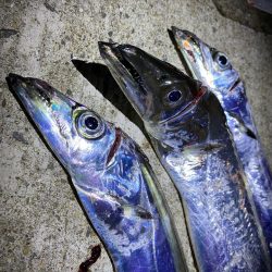 少し遅めの太刀魚参戦