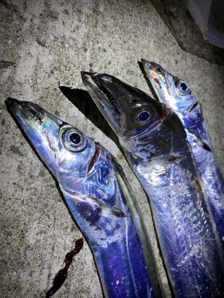 少し遅めの太刀魚参戦