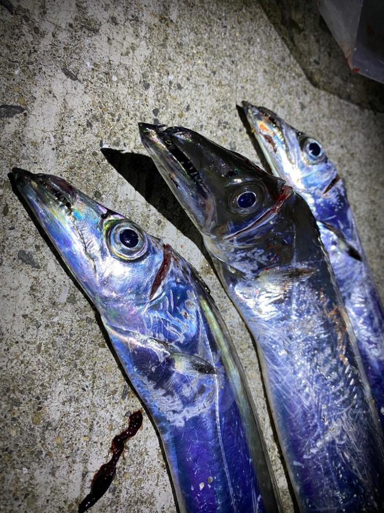 少し遅めの太刀魚参戦