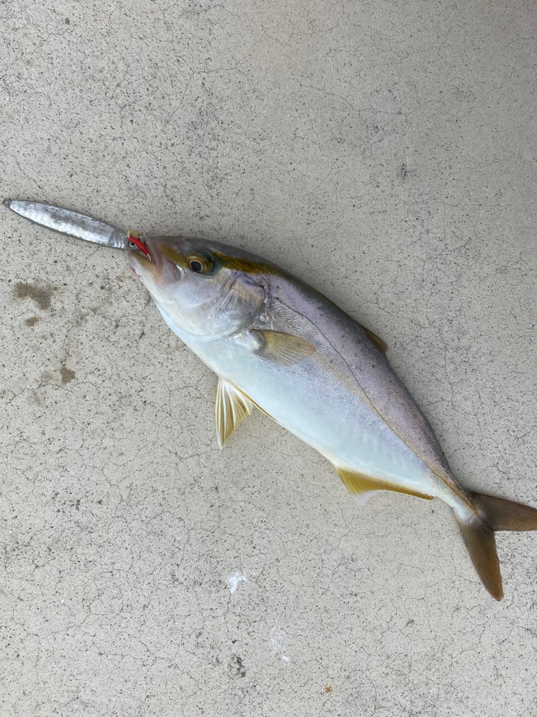 隠岐島でネリゴ!