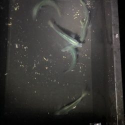 渋くて、マルアジ混じり