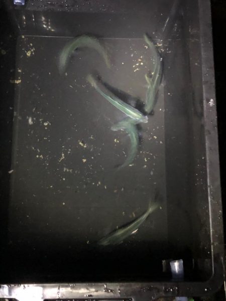 渋くて、マルアジ混じり