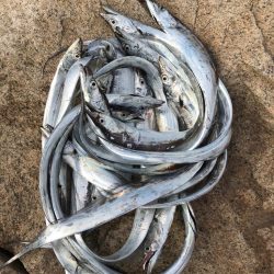 ようやく開幕！