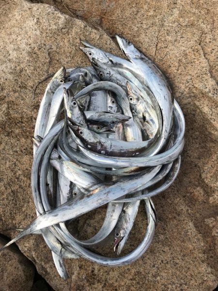 ようやく開幕！