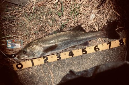 秋のシーバスシーズン開幕か、