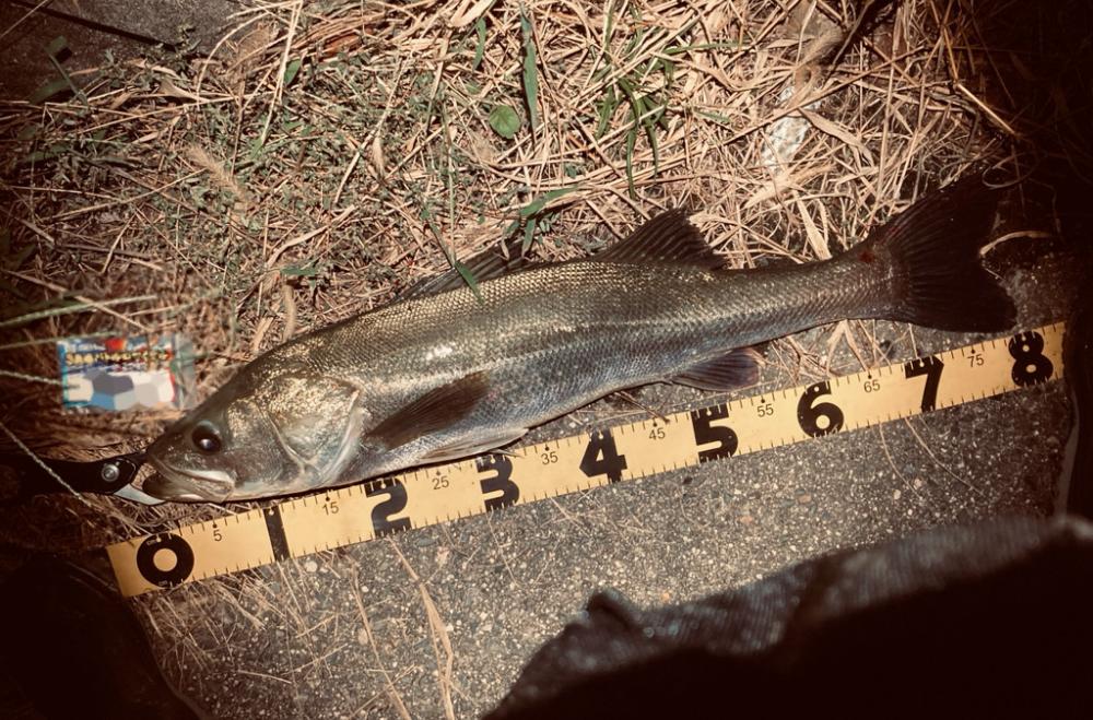 秋のシーバスシーズン開幕か、