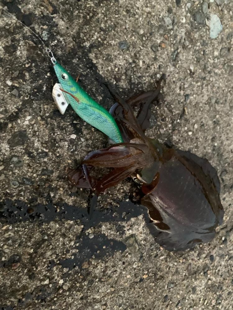 懲りずにエギング修行!